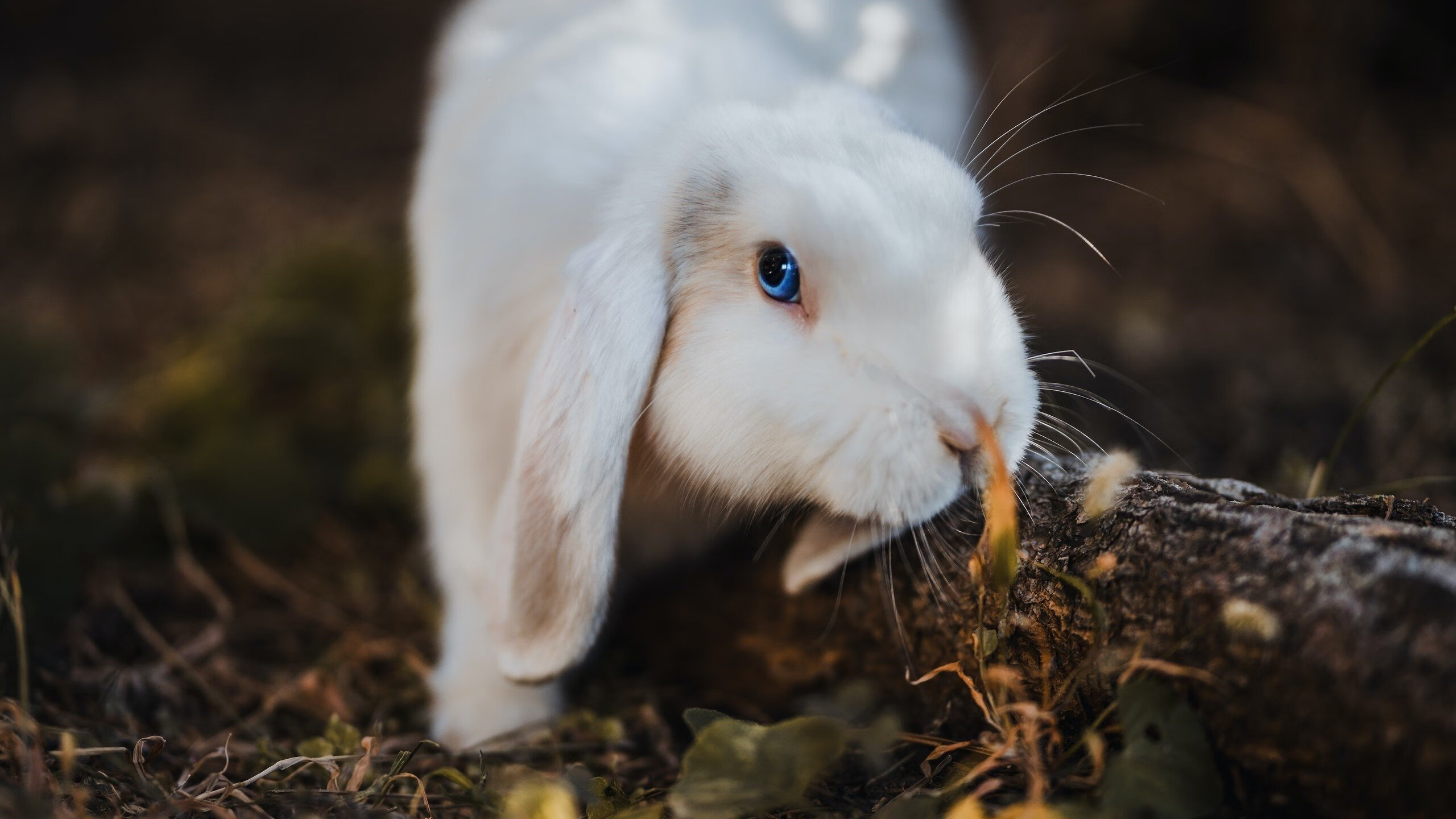 开云体育官方网站-决战之夜，比利亚雷亚尔在季后赛抢七焦点战中突围奥地利