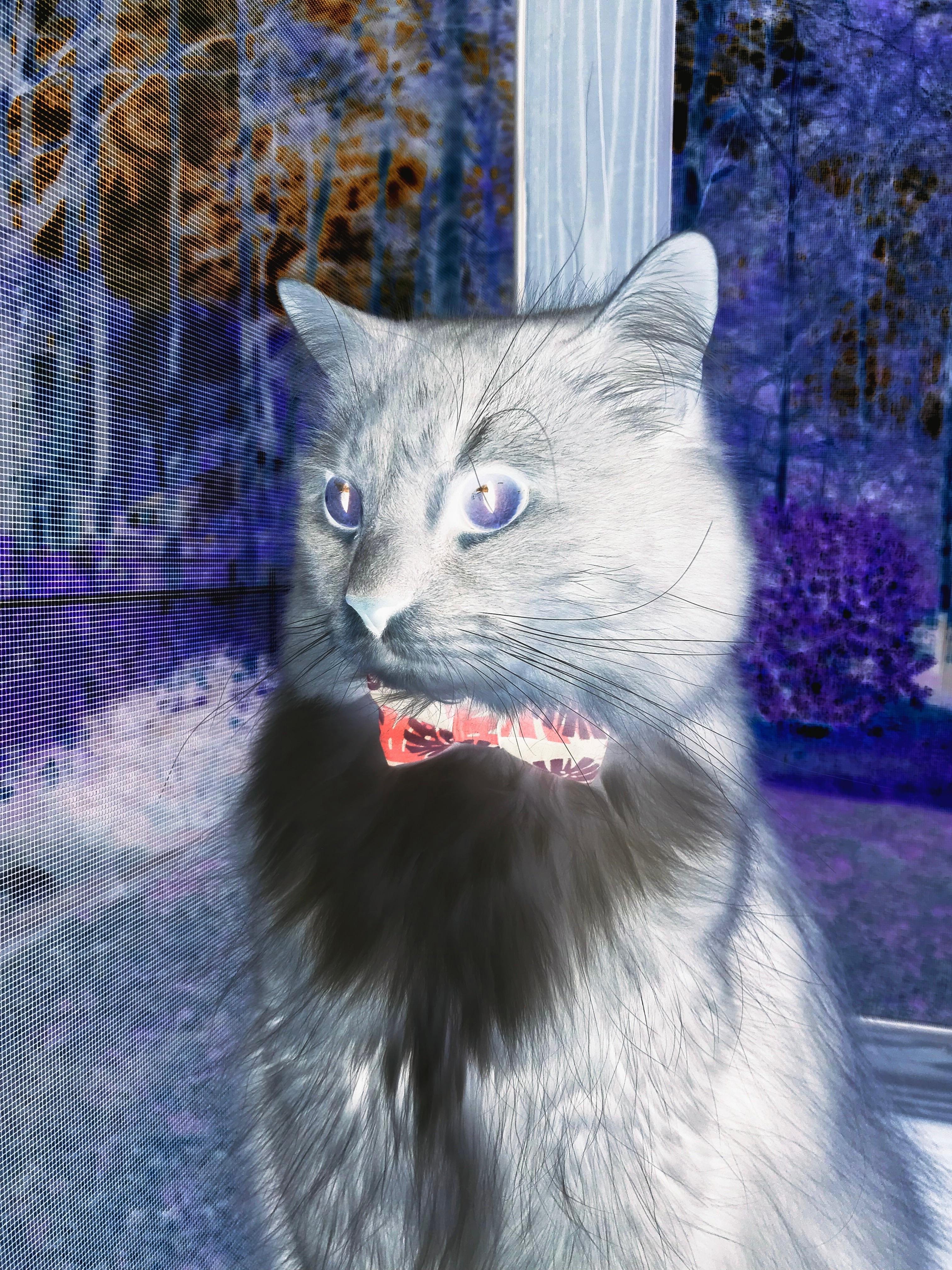 开云平台-当芬兰冰刀刺穿那不勒斯艳阳，奥亚尔萨瓦尔的亚平宁交响曲