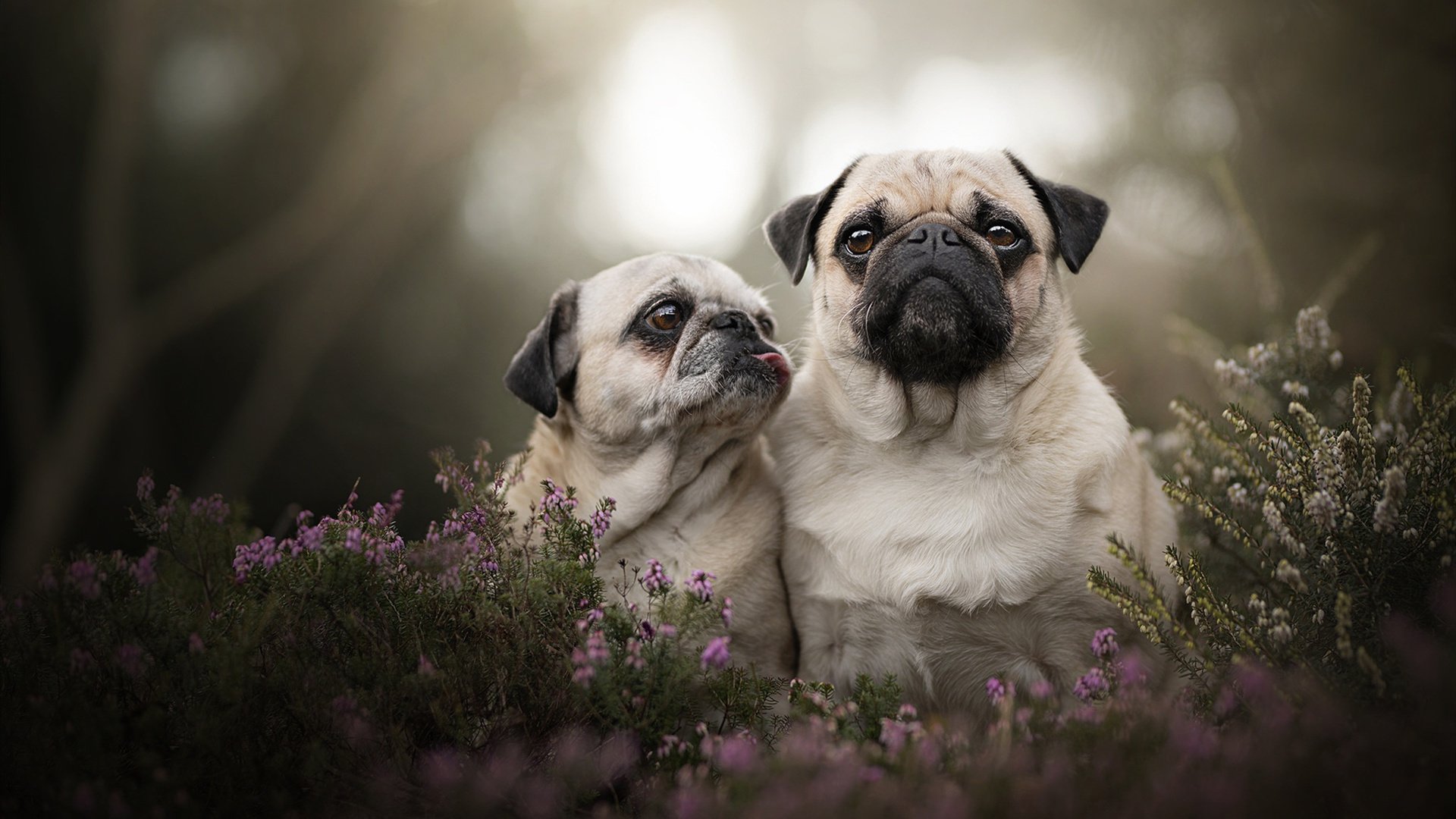 开云官网-世界杯球场上的密尔沃基风暴，雄鹿如何以欧洲纵队制霸骑士？