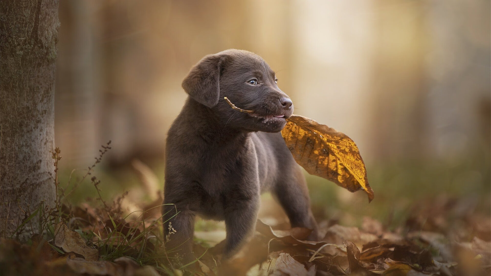 当摩纳哥的蔚蓝粉碎希腊神话，阿拉巴如何成为悬崖边的关键先生
