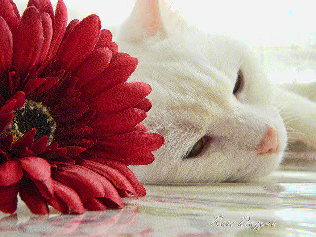 双线焦点，当欧冠棋局遇见卫冕冠军的钢铁洪流