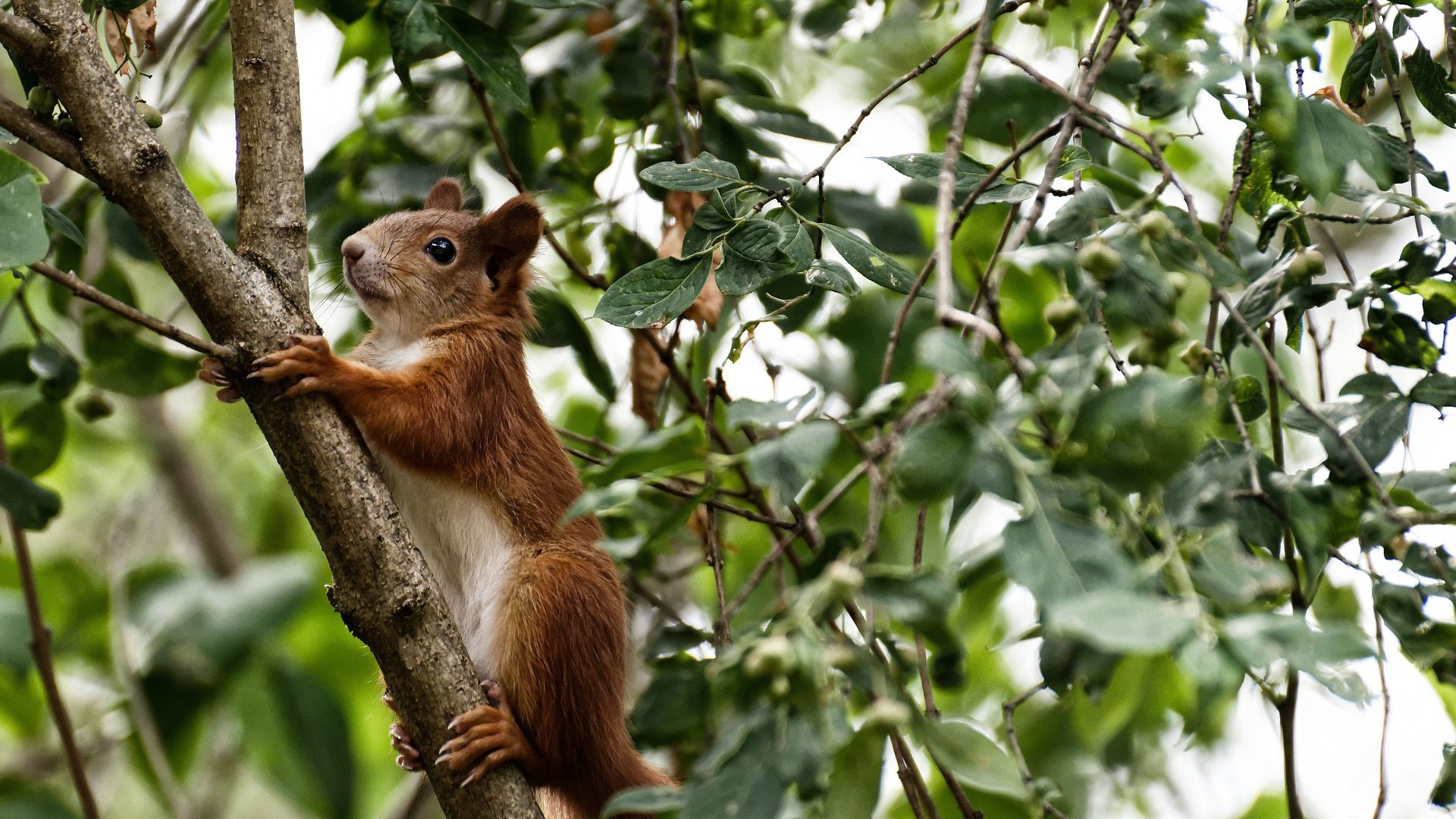 闪电、雄狮与绿茵哲学家，当哥斯达黎加的铁蹄横扫摩洛哥