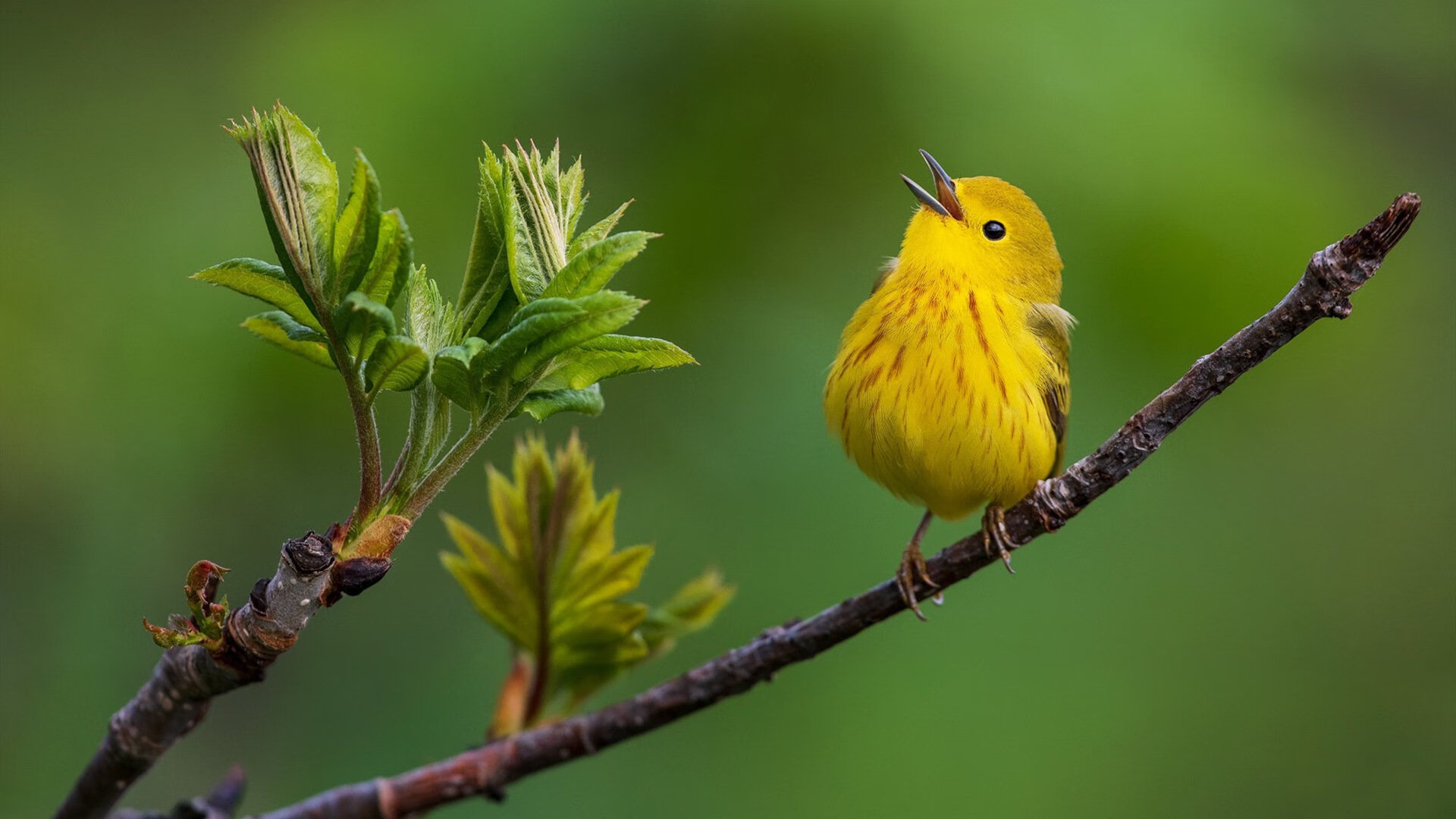 亚特兰大1-0力克哥伦比亚，巴斯托尼闪耀全场成关键先生