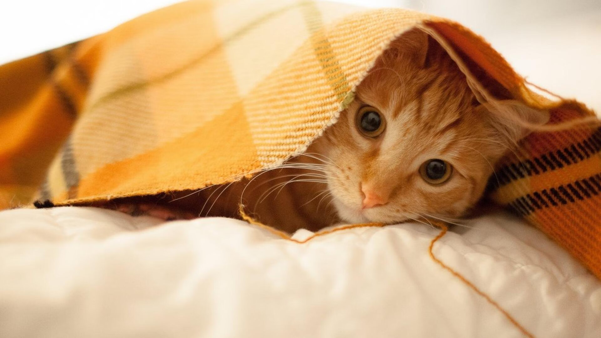 开云APP-踏平鹈鹕只是序章，霍勒迪的2026世界杯接管计划