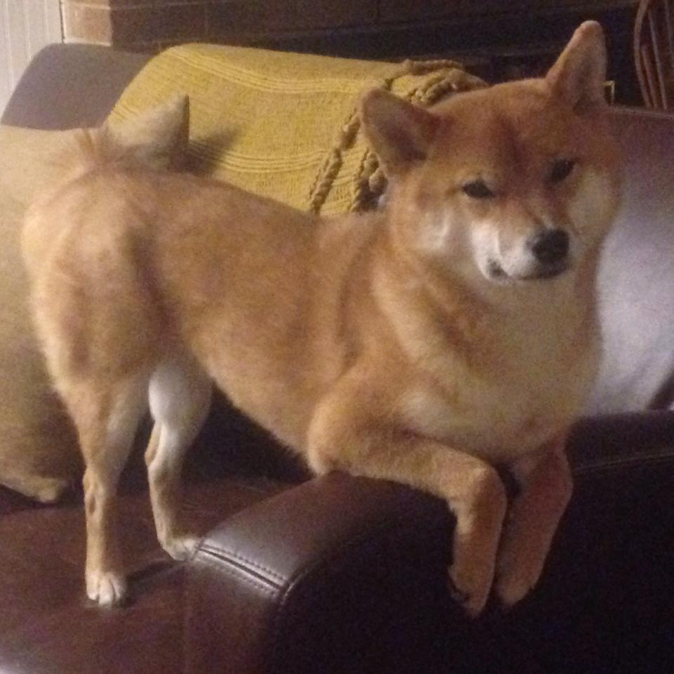 开云体育-从明尼苏达到马尼拉，当森林狼的獠牙预示约基奇的世界杯统治时代