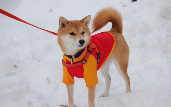 神兵天降！杰伦格林压哨乾坤一掷，湖人逆转太阳锁定胜局