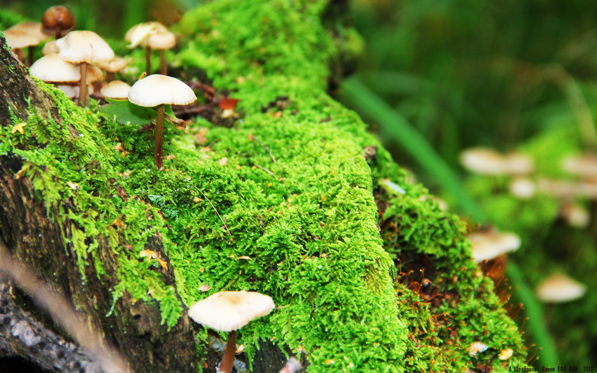 世界排名争夺战焦点战,深圳队主场踏平猛龙