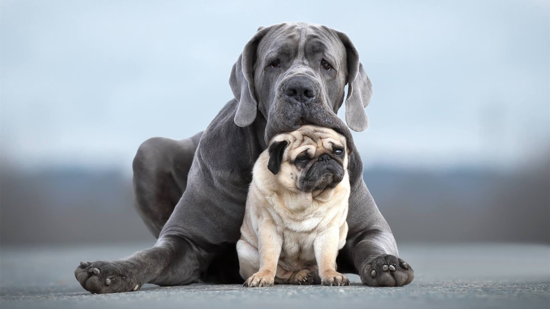 亚特兰大用意志封锁巴黎,弗拉霍维奇在钢铁森林中成为关键先生