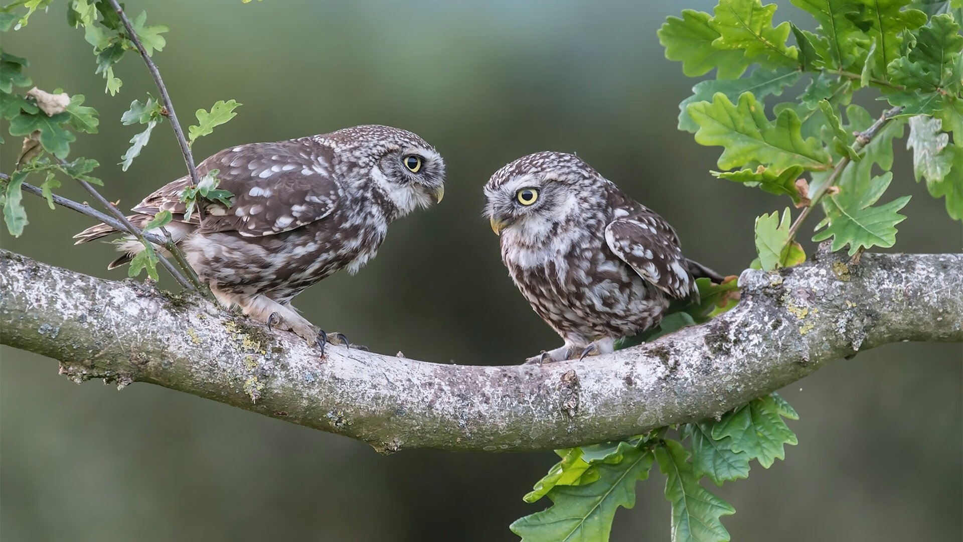 银色流星,当福克斯在街道的血管里唤醒沉睡法则