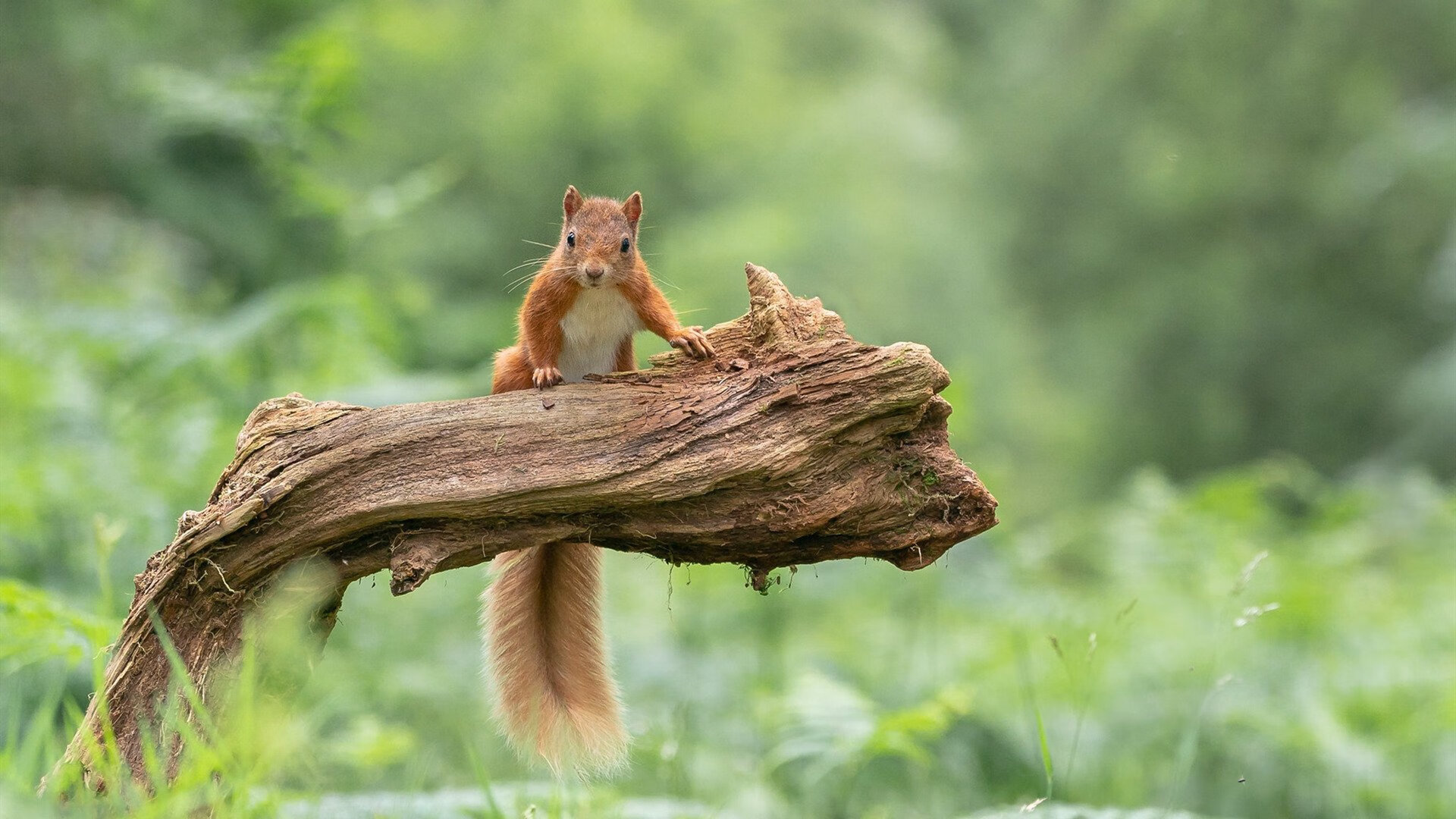 中距离的艺术，德罗赞用古典技艺彻底打爆雷霆防线