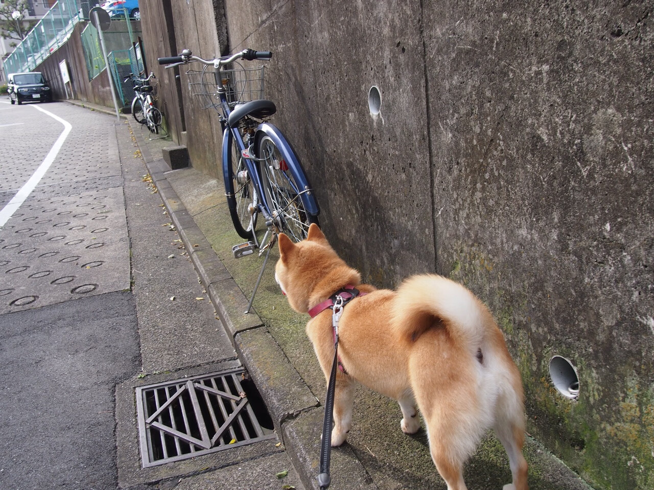 莱奥舞步,当葡萄牙的韵律肢解了东方的防线