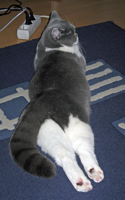 开云下载-铁壁降临！戈贝尔化身影子魔王，国王防线在他面前轰然瓦解