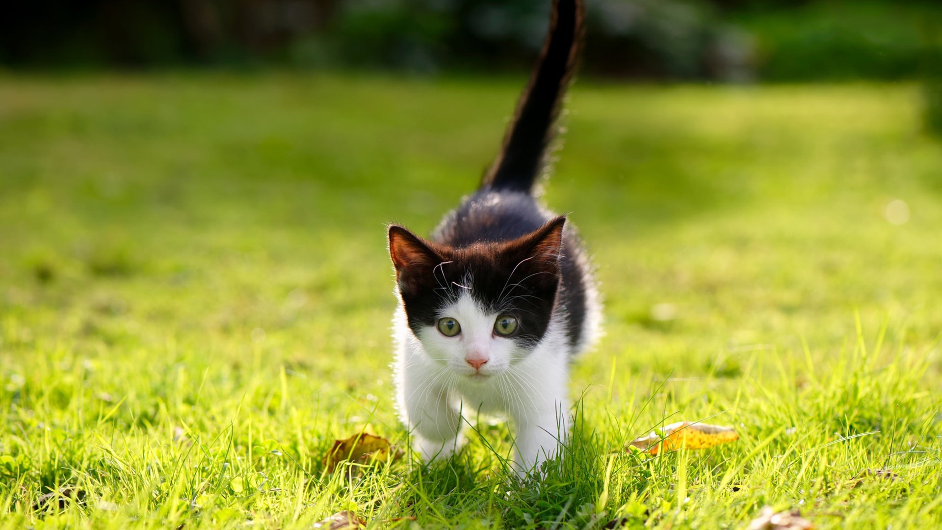 开云体育app-铁血布伦森，用稳定为尼克斯注入强心剂，魔术师的咒语在他面前失效