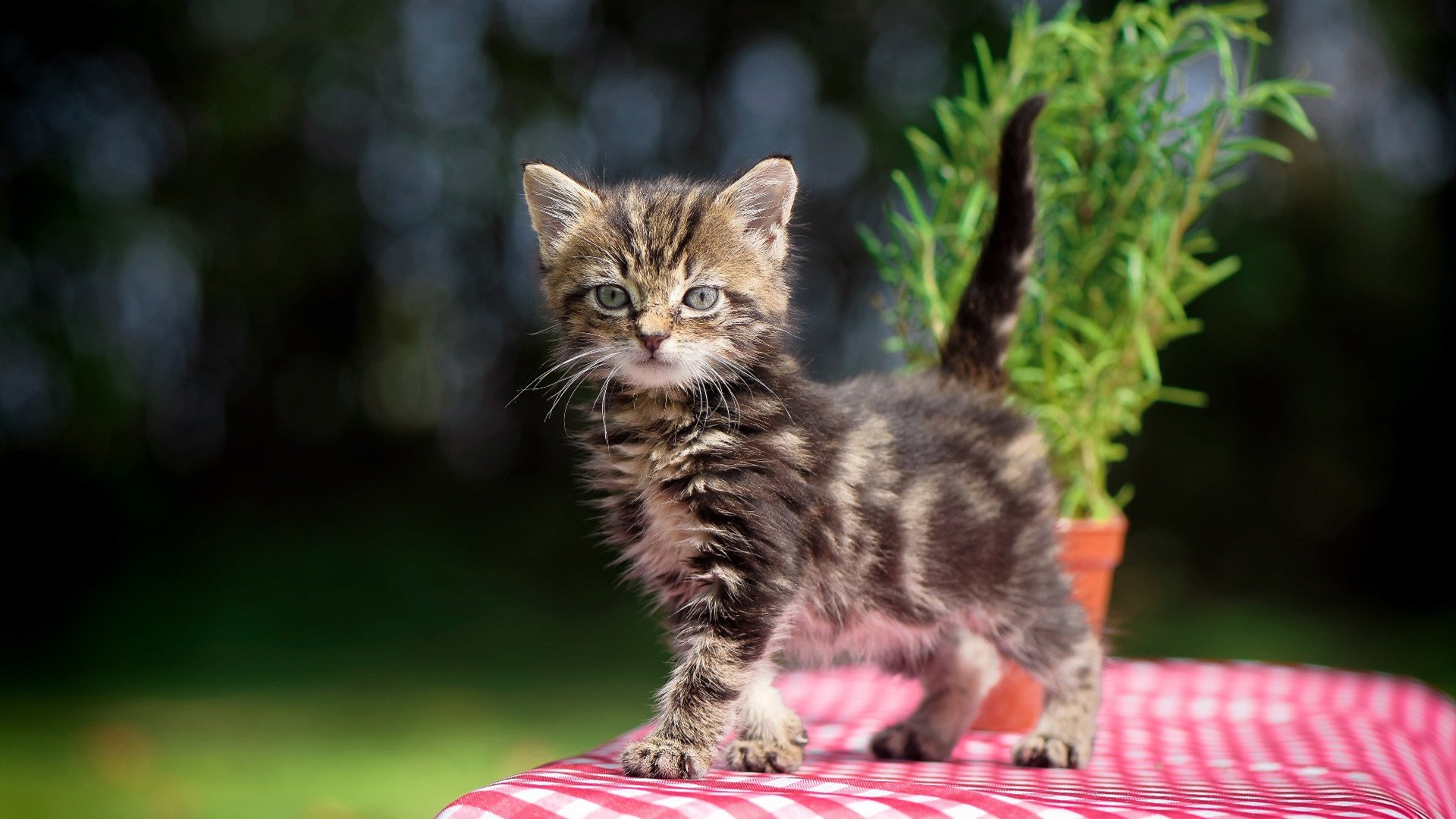 开云体育在线-英格兰制霸曼联，阿克关键时刻站出来，曼市王权更迭的缩影