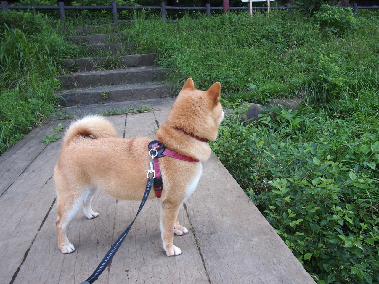 开云体育登录-辽宁鏖战掘金，切特·霍姆格伦砍下生涯里程碑，新生代长人惊艳赛场