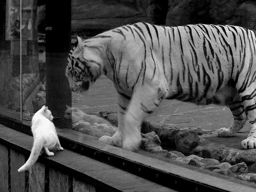 飞翼蔽天,锡安以魔术师手法完胜76人,加冕关键先生