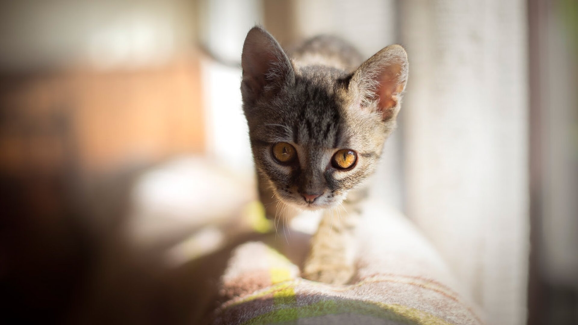 开云下载-三笘薰补时绝杀！日本魔术师化身关键先生，助加纳2-1惊险战胜雷恩