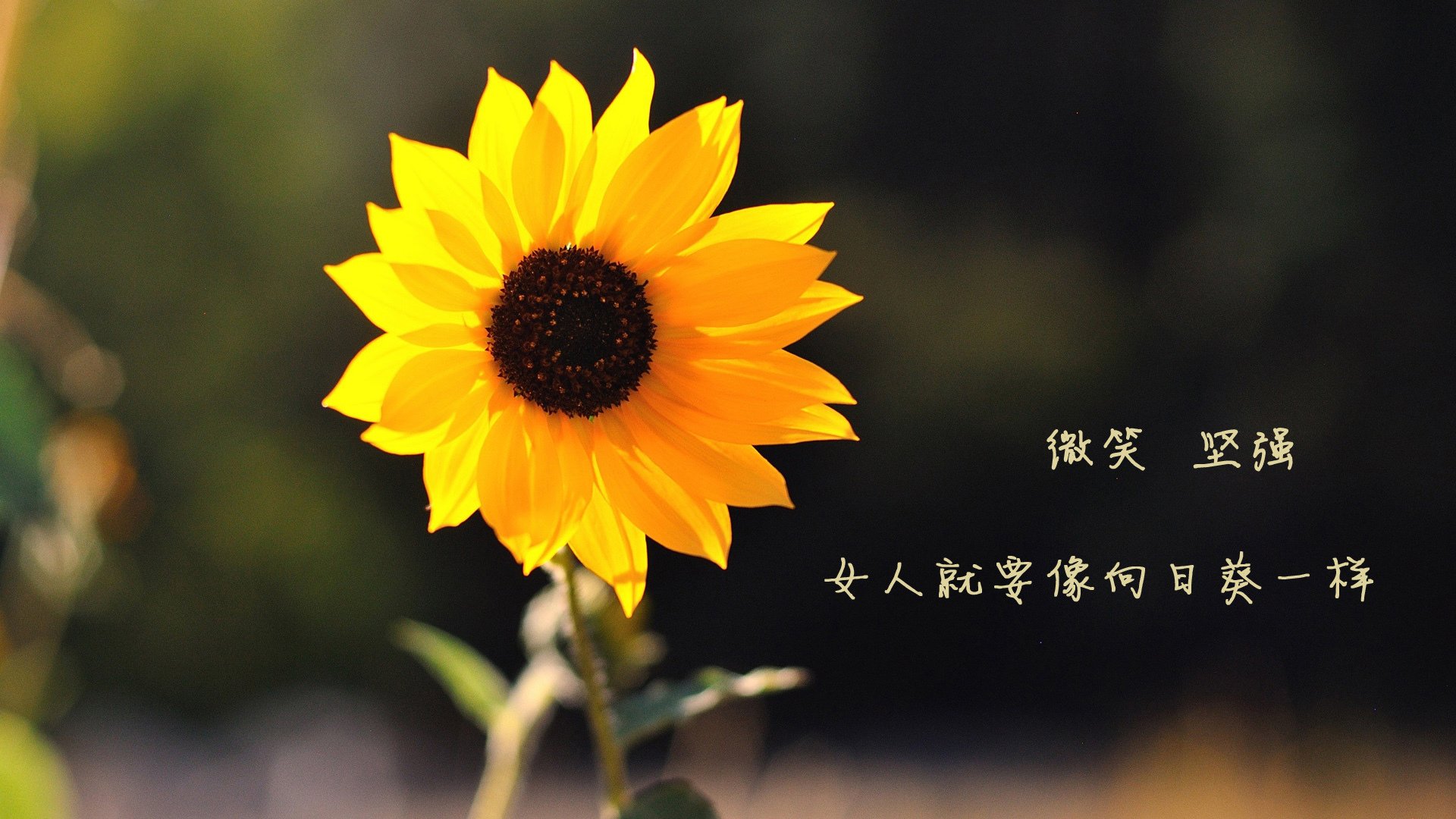 摩洛哥奇迹，阿诺德致命一击，世界杯争冠战完胜哥伦比亚